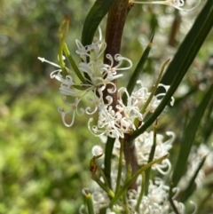 Hakea microcarpa (Small-fruit Hakea) at Tennent, ACT - 4 Dec 2022 by NedJohnston