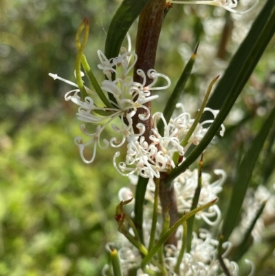 Hakea microcarpa (Small-fruit Hakea) at Tennent, ACT - 4 Dec 2022 by NedJohnston