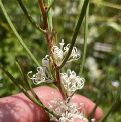 Hakea microcarpa at Tennent, ACT - 4 Dec 2022