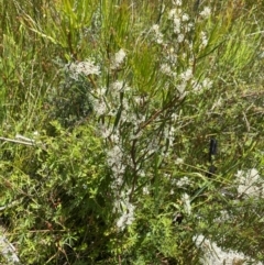 Hakea microcarpa at Tennent, ACT - 4 Dec 2022