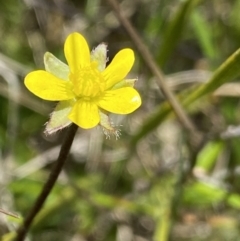 Ranunculus scapiger at Tennent, ACT - 4 Dec 2022 by Ned_Johnston