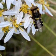 Odontomyia hunteri (Soldier fly) at Tennent, ACT - 4 Dec 2022 by NedJohnston