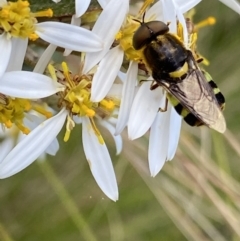 Odontomyia hunteri at Tennent, ACT - 4 Dec 2022