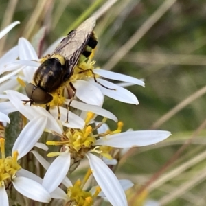 Odontomyia hunteri at Tennent, ACT - 4 Dec 2022