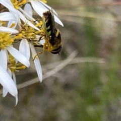 Odontomyia hunteri at Tennent, ACT - 4 Dec 2022