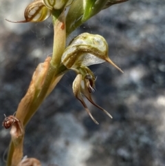 Oligochaetochilus hamatus (Southern Hooked Rustyhood) at Tennent, ACT - 4 Dec 2022 by Ned_Johnston