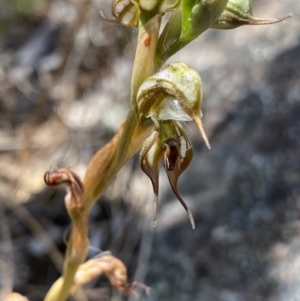 Oligochaetochilus hamatus at Tennent, ACT - suppressed