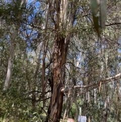 Eucalyptus elata (River Peppermint) at Tennent, ACT - 4 Dec 2022 by NedJohnston