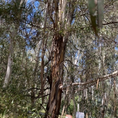 Eucalyptus elata (River Peppermint) at Tennent, ACT - 4 Dec 2022 by NedJohnston