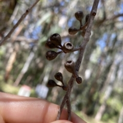 Eucalyptus elata at Tennent, ACT - 4 Dec 2022