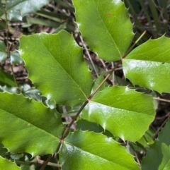 Berberis aquifolium (Oregon Grape) at Tennent, ACT - 4 Dec 2022 by NedJohnston