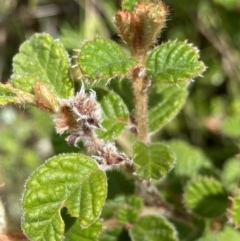 Pomaderris eriocephala (Woolly-head Pomaderris) at Tennent, ACT - 4 Dec 2022 by Ned_Johnston