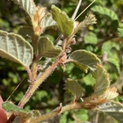 Pomaderris eriocephala at Tennent, ACT - 4 Dec 2022