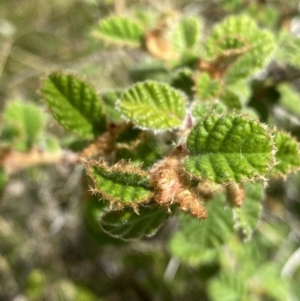 Pomaderris eriocephala at Tennent, ACT - 4 Dec 2022