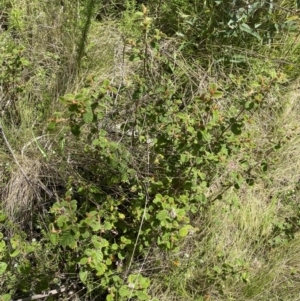 Pomaderris eriocephala at Tennent, ACT - 4 Dec 2022