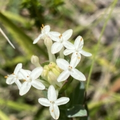Pimelea glauca (Smooth Rice Flower) at Tennent, ACT - 4 Dec 2022 by NedJohnston