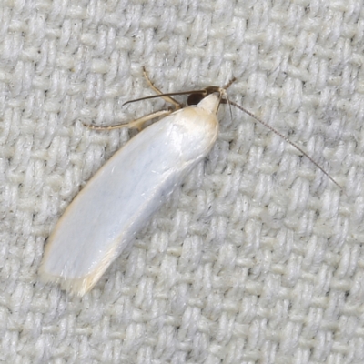 Xylorycta assimilis (A Xyloryctid moth) at O'Connor, ACT - 3 Dec 2022 by ibaird
