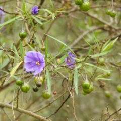 Solanum linearifolium (Kangaroo Apple) at Lake George, NSW - 1 Dec 2022 by GlossyGal
