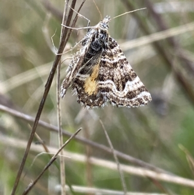 Chrysolarentia euclidiata (Euclidean Carpet) at Namadgi National Park - 24 Nov 2022 by NedJohnston