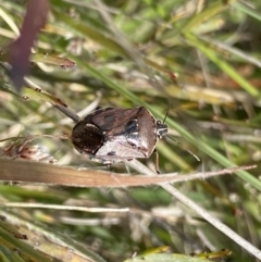 Unidentified Shield, Stink & Jewel Bug (Pentatomoidea) at Mount Clear, ACT - 24 Nov 2022 by Ned_Johnston