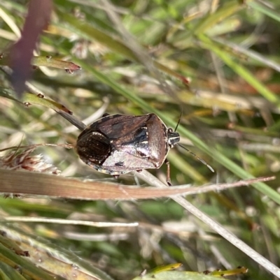 Cermatulus nasalis (Predatory shield bug, Glossy shield bug) at Mount Clear, ACT - 24 Nov 2022 by NedJohnston