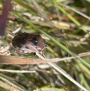 Cermatulus nasalis at Mount Clear, ACT - 24 Nov 2022 11:59 AM