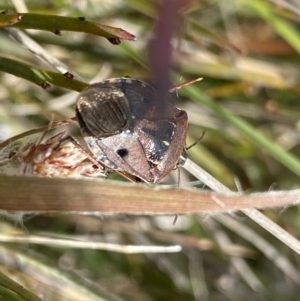 Cermatulus nasalis at Mount Clear, ACT - 24 Nov 2022 11:59 AM