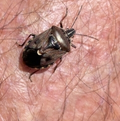 Cermatulus nasalis at Mount Clear, ACT - 24 Nov 2022 11:59 AM