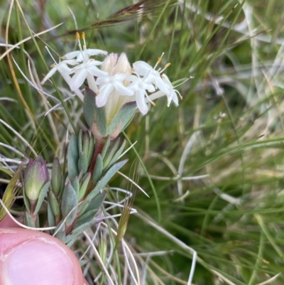 Pimelea glauca (Smooth Rice Flower) at Mount Clear, ACT - 24 Nov 2022 by Ned_Johnston