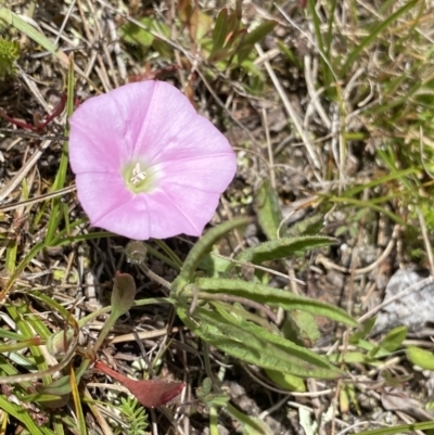 Convolvulus angustissimus subsp. angustissimus (Australian Bindweed) at Mount Clear, ACT - 24 Nov 2022 by Ned_Johnston
