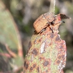 Cadmus sp. (genus) (Unidentified Cadmus leaf beetle) at Mount Clear, ACT - 24 Nov 2022 by Ned_Johnston