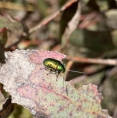 Edusella sp. (genus) at Mount Clear, ACT - 24 Nov 2022