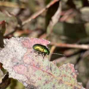 Edusella sp. (genus) at Mount Clear, ACT - 24 Nov 2022 12:23 PM