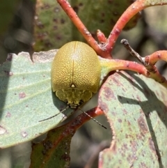 Paropsis porosa (A eucalyptus leaf beetle) at Mount Clear, ACT - 24 Nov 2022 by Ned_Johnston