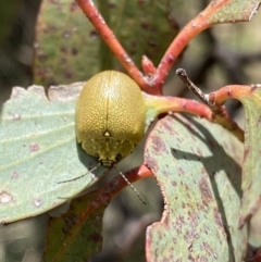 Paropsis porosa at Mount Clear, ACT - 24 Nov 2022