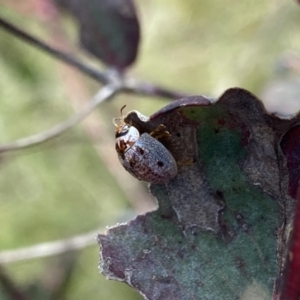 Paropsisterna m-fuscum at Mount Clear, ACT - 24 Nov 2022