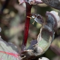 Paropsisterna m-fuscum at Mount Clear, ACT - 24 Nov 2022