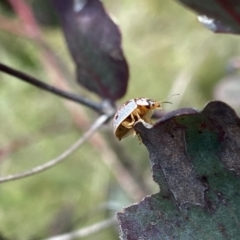 Paropsisterna m-fuscum at Mount Clear, ACT - 24 Nov 2022