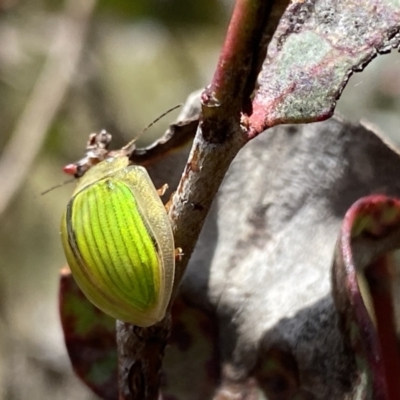 Paropsisterna hectica (A leaf beetle) at Mount Clear, ACT - 24 Nov 2022 by NedJohnston