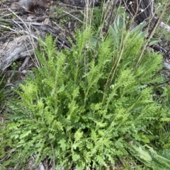 Senecio bathurstianus (Rough Fireweed) at Mount Clear, ACT - 24 Nov 2022 by NedJohnston