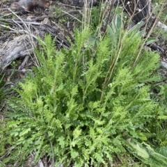 Senecio bathurstianus (Rough Fireweed) at Mount Clear, ACT - 24 Nov 2022 by Ned_Johnston