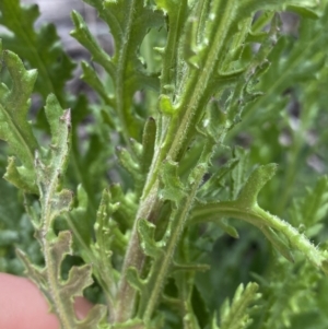 Senecio bathurstianus at Mount Clear, ACT - 24 Nov 2022