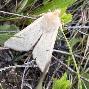 Helicoverpa (genus) at Mount Clear, ACT - 24 Nov 2022