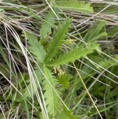 Potentilla recta (Sulphur Cinquefoil) at Mount Clear, ACT - 24 Nov 2022 by NedJohnston