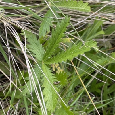 Potentilla recta (Sulphur Cinquefoil) at Mount Clear, ACT - 24 Nov 2022 by NedJohnston