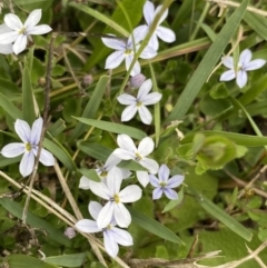 Lobelia pedunculata (Matted Pratia) at Mount Clear, ACT - 24 Nov 2022 by Ned_Johnston