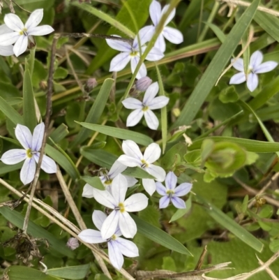 Lobelia pedunculata (Matted Pratia) at Mount Clear, ACT - 24 Nov 2022 by Ned_Johnston