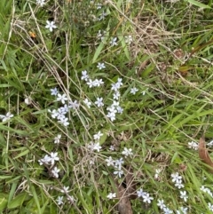 Lobelia pedunculata at Mount Clear, ACT - 24 Nov 2022 01:25 PM