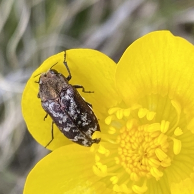 Ethonion reichei (A jewel beetle) at Mount Clear, ACT - 24 Nov 2022 by Ned_Johnston