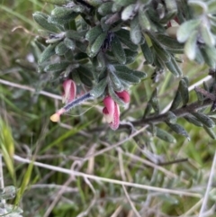 Grevillea lanigera (Woolly Grevillea) at Mount Clear, ACT - 24 Nov 2022 by Ned_Johnston